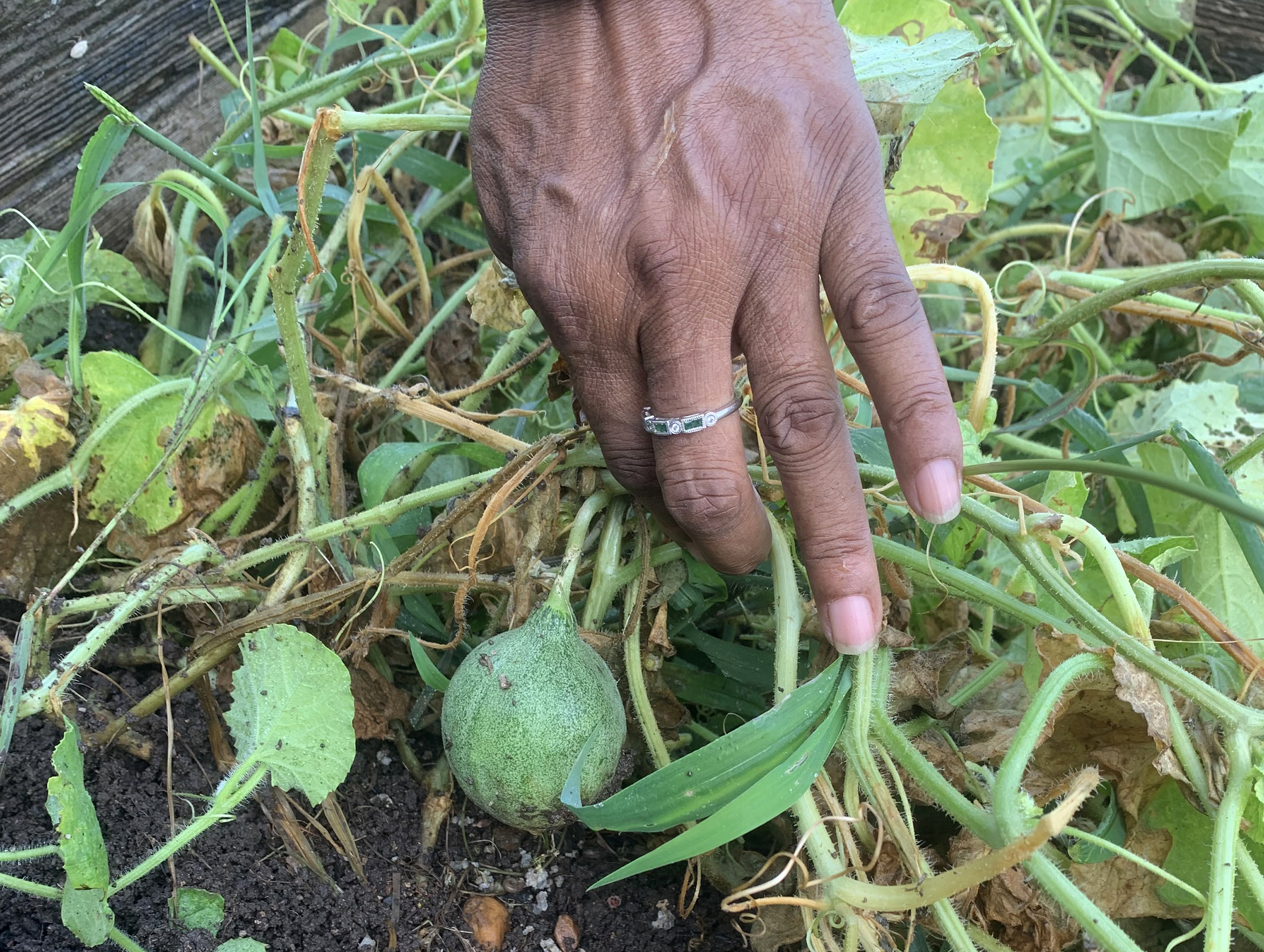 Woman’s hand pushes weeds back to reveal a small green cantaloupe sprouting.